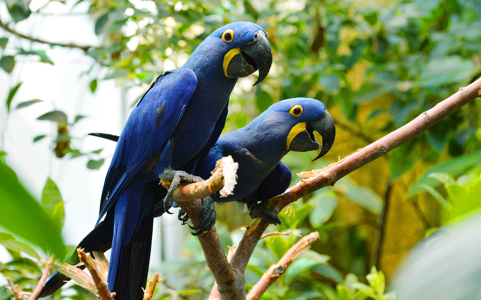 Suzanne Britton Nature Photography: Hyacinth Macaws
