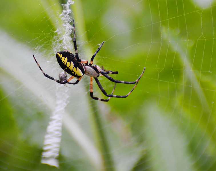 Suzanne Britton Nature Photography Golden Garden Spider