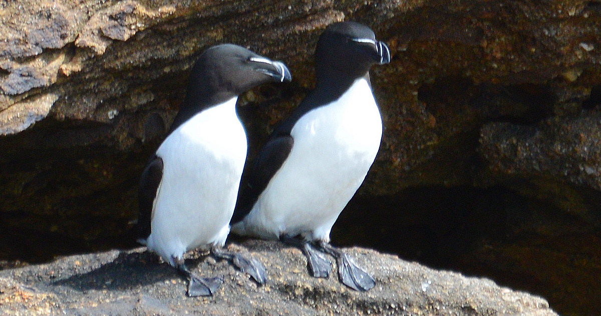 Razorbills