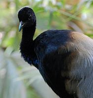 [Grey-Winged Trumpeter]