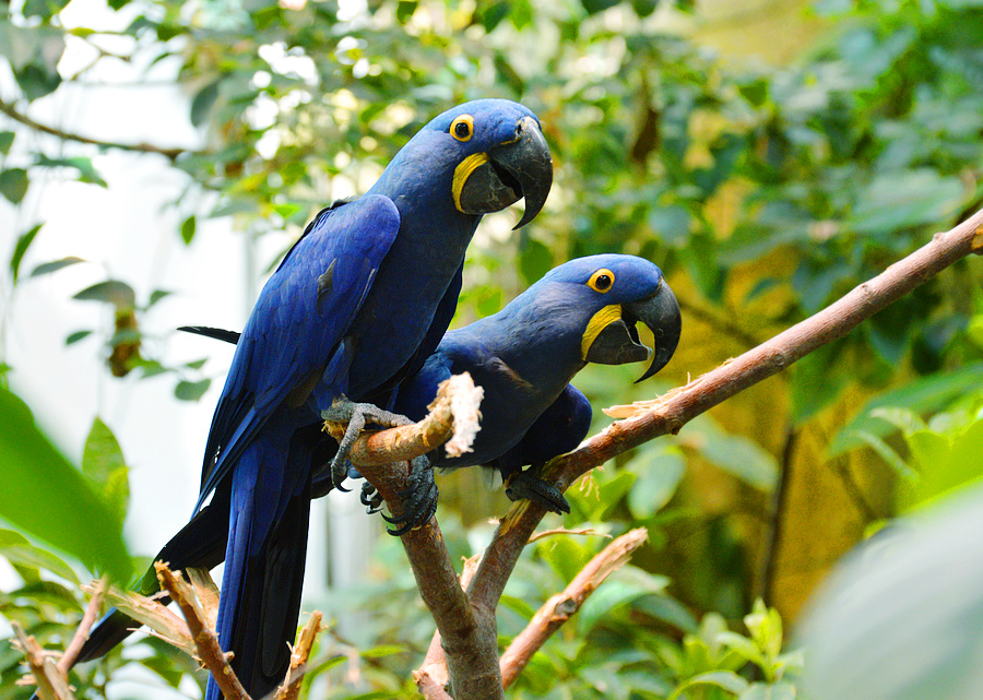 [Hyacinth Macaws]