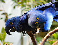 [Hyacinth Macaws]