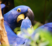 [Kissing Macaws]