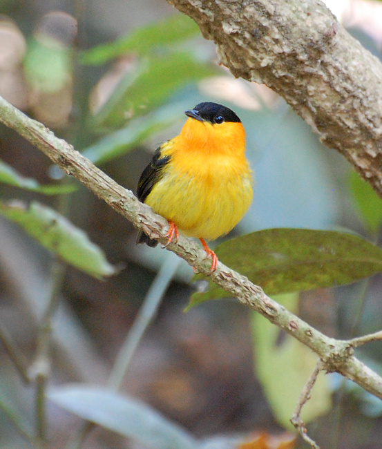 [Orange-Collared Manakin]