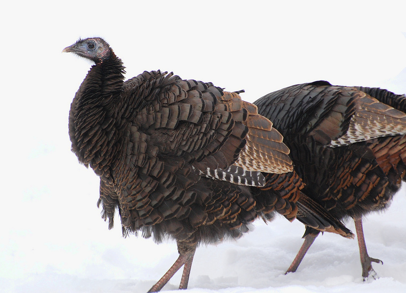 [Winter Turkeys]