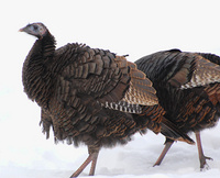 [Winter Turkeys]