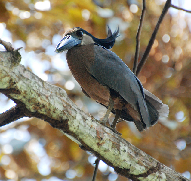 [Boat-Billed Heron]