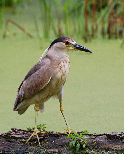 [Black-Crowned Night Heron]