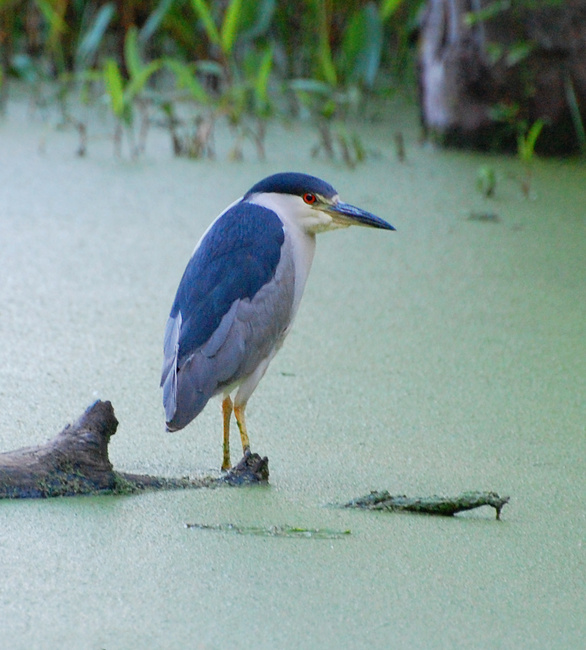 [Night Heron]