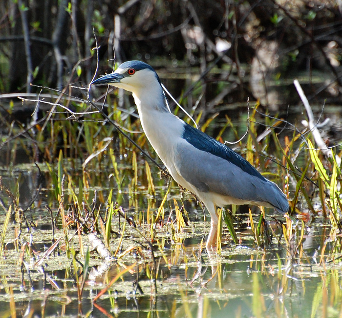 [Night Heron]