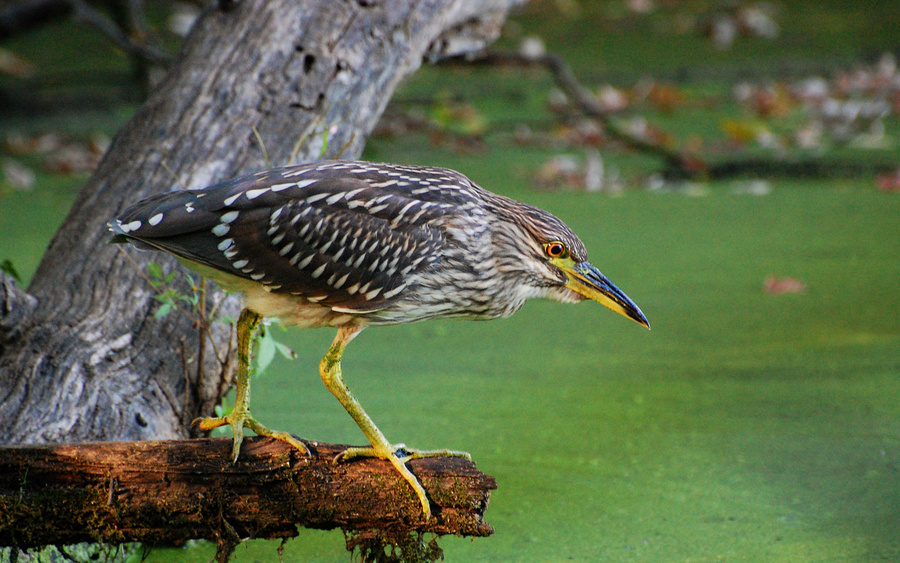 [Night Heron]