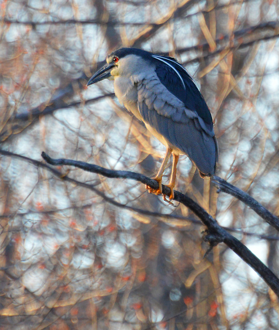 [Night Heron]