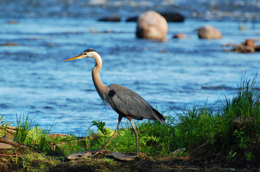 [Great Blue Heron]