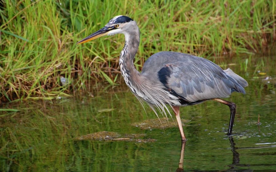 [Great Blue Heron]