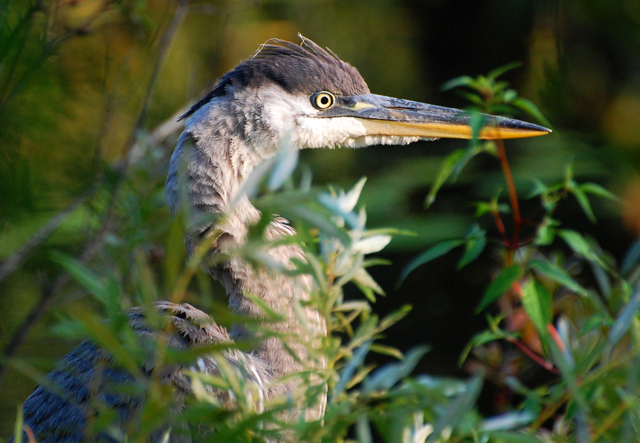 [Great Blue Portrait]