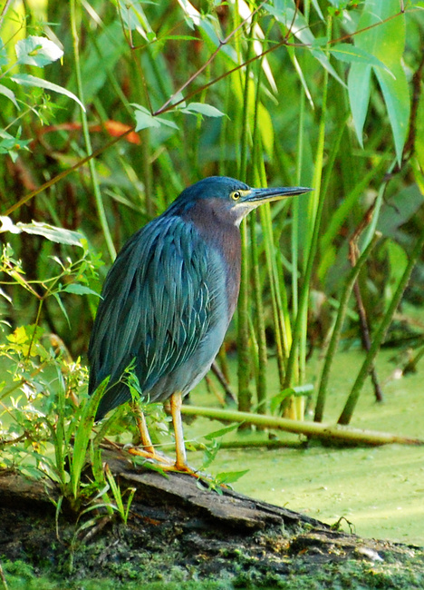 [Green Heron]