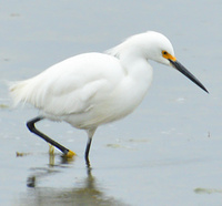 [Snowy Egret]