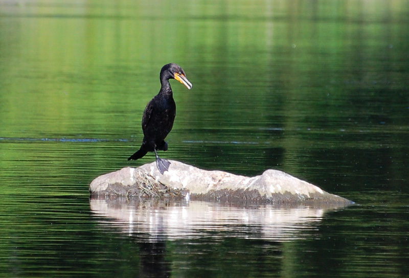 [Cormorant On Jade]