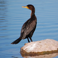 [Double-Crested Cormorant]