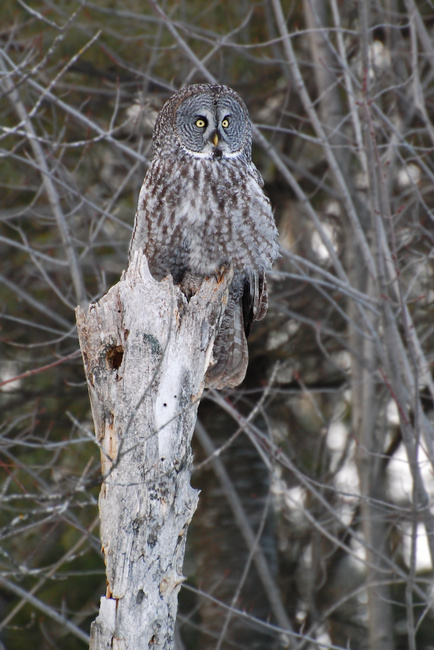 [Great Grey Owl]