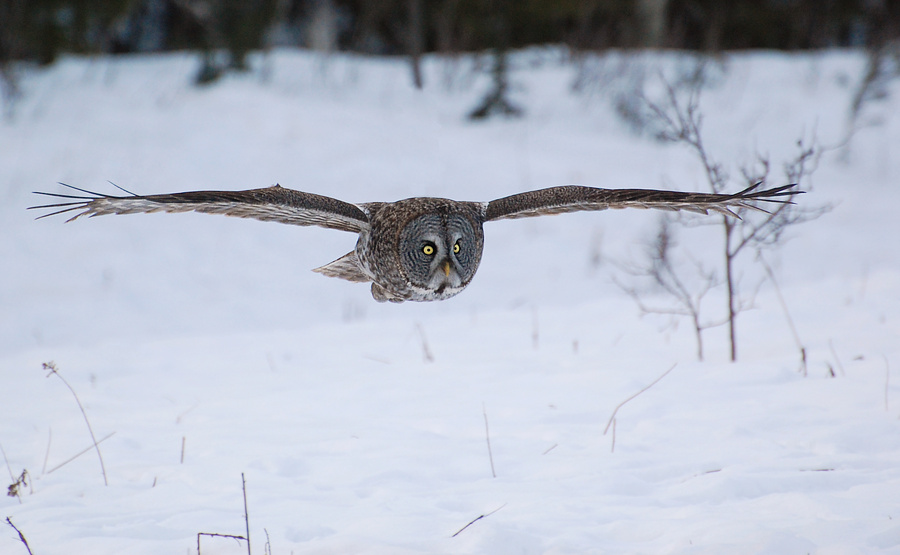 [Great Grey Owl]