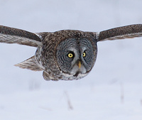 [Great Grey Owl]