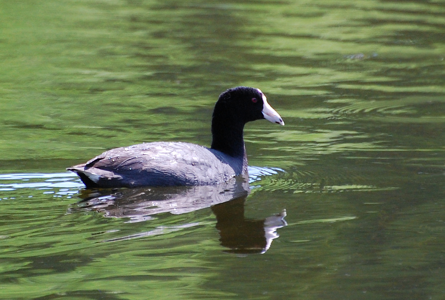 [American Coot]