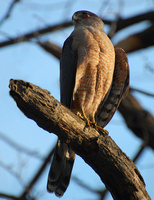 [Cooper's Hawk]