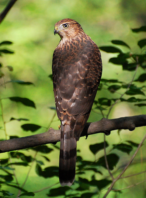 [Juvenile Cooper's Hawk]