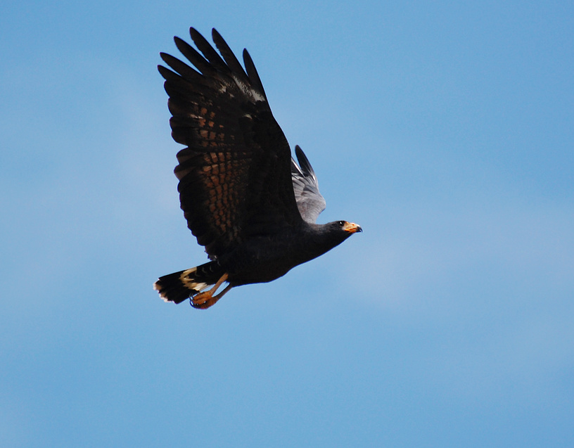 [Mangrove Black Hawk]