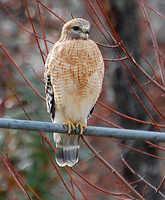 [Red-Shouldered Hawk]