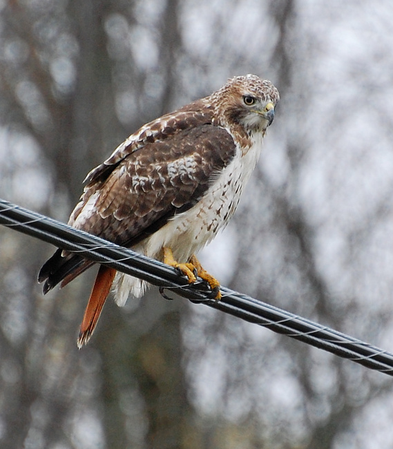 [Red-Tailed Hawk]