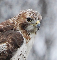 [Red-Tailed Hawk]