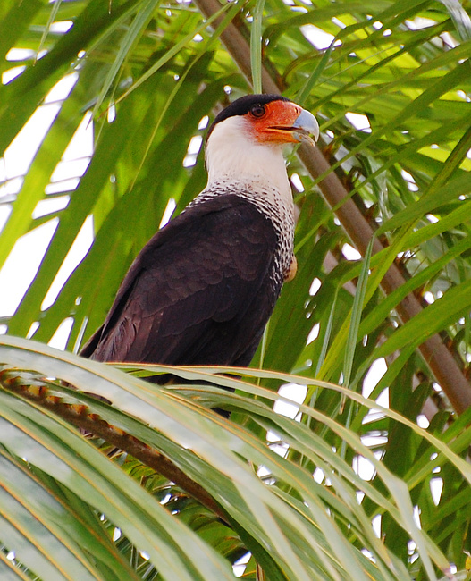 [Crested Caracara]