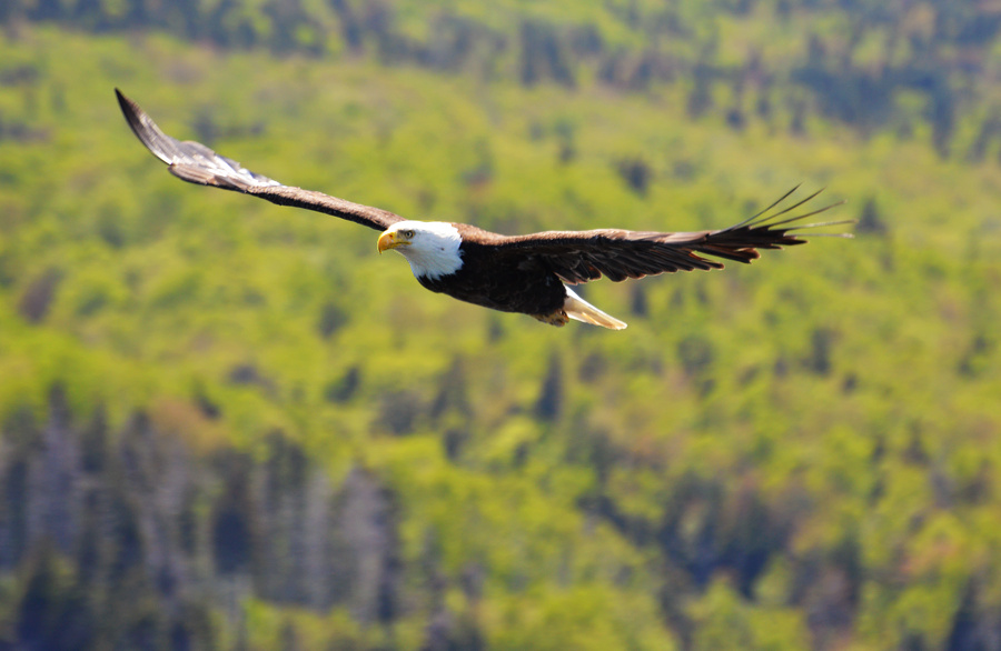 [Bald Eagle]