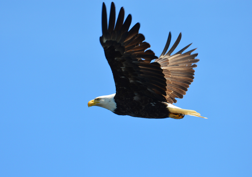 [Bald Eagle]