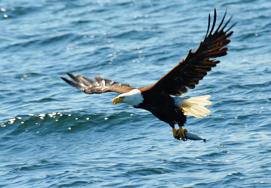 [Bald Eagle]