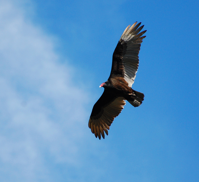 [Turkey Vulture]