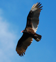 [Turkey Vulture]