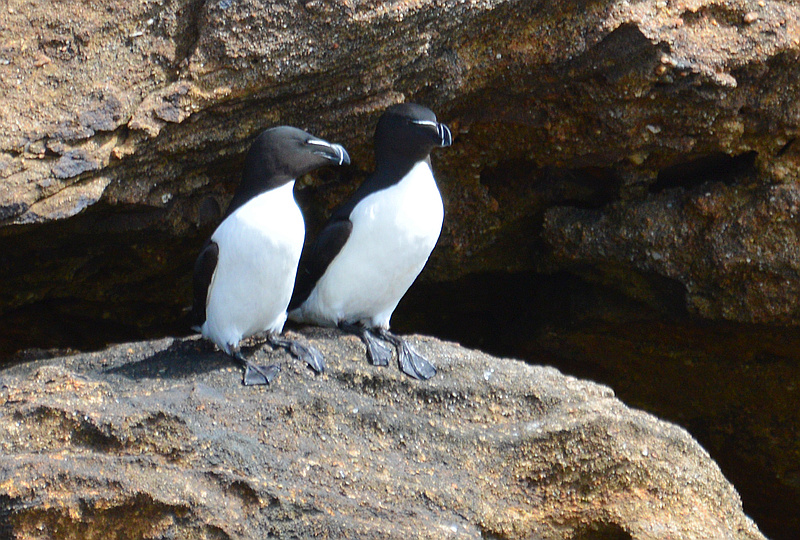 [Razorbill Pair]