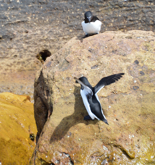 [Razorbill Pair]