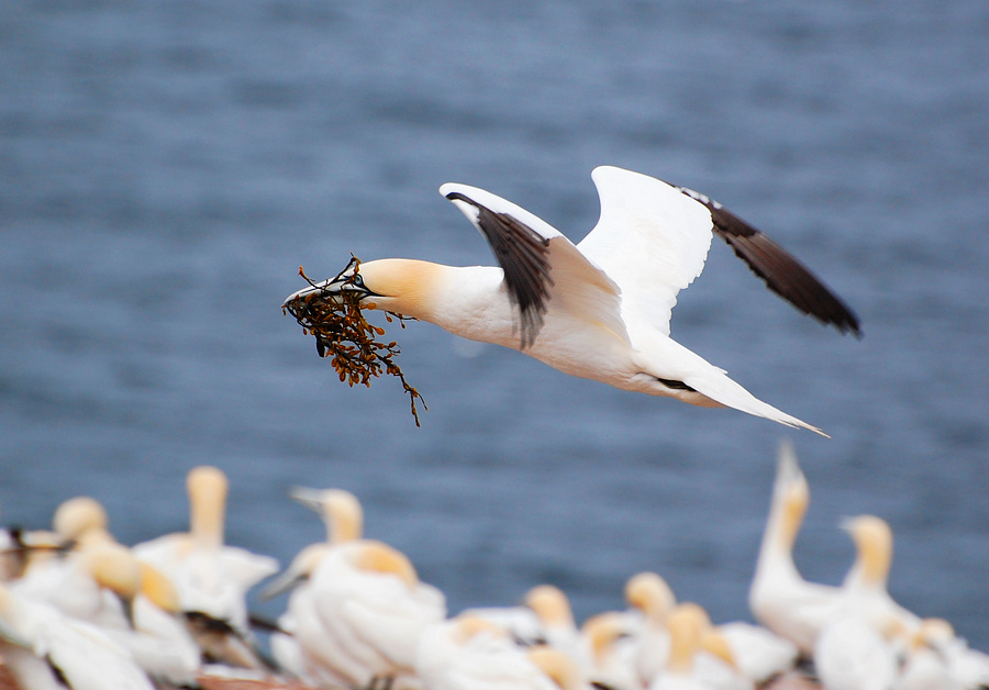 [Nesting Gannet]