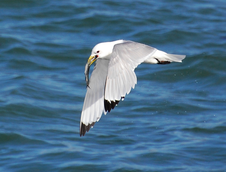 [Kittiwake Lunch]