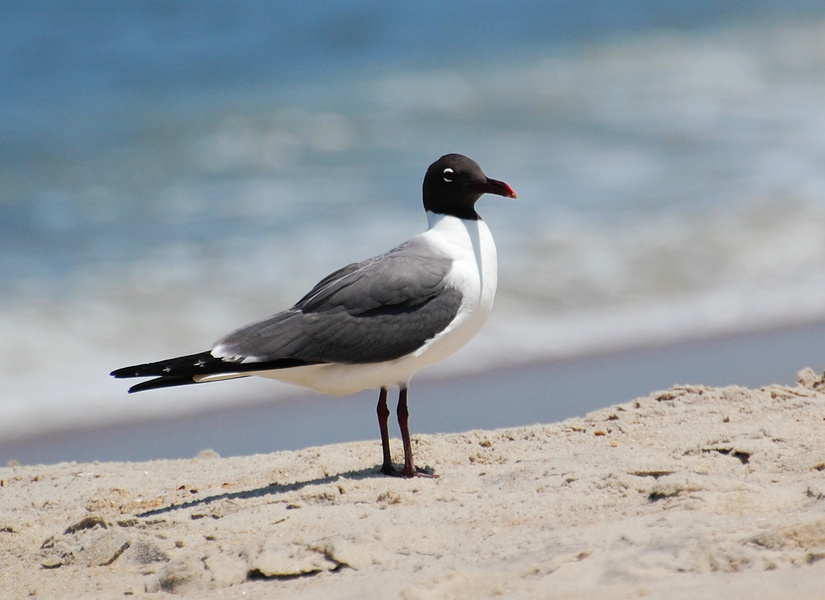 [Laughing Gull]