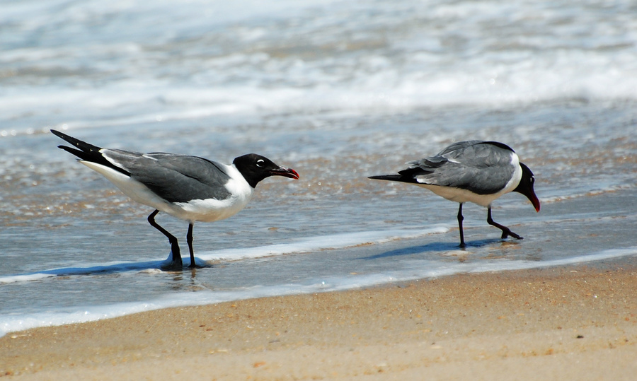 [Laughing Gulls]