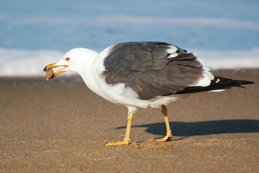 [Lesser Black-Backed Gull]