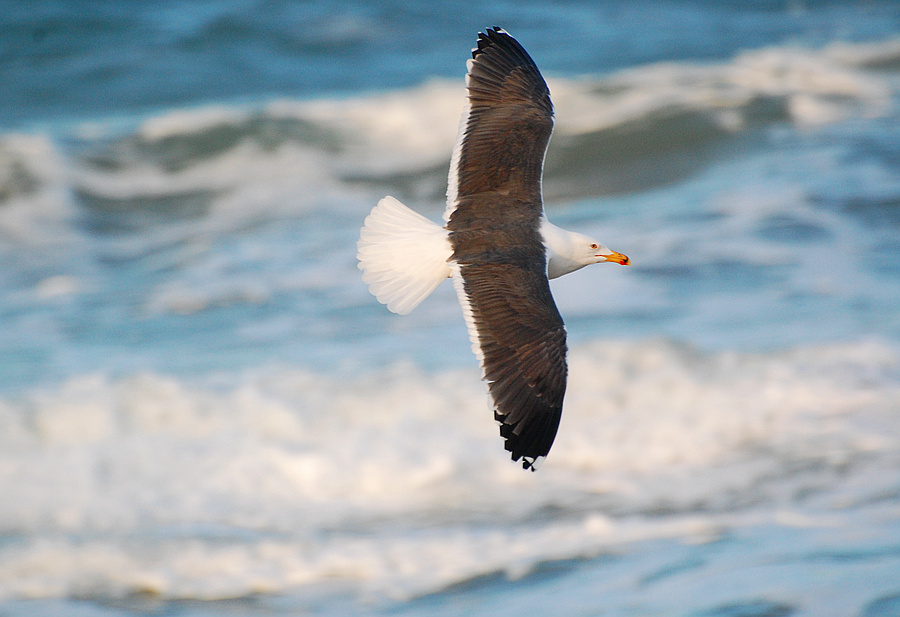 [Lesser Black-Backed Gull]