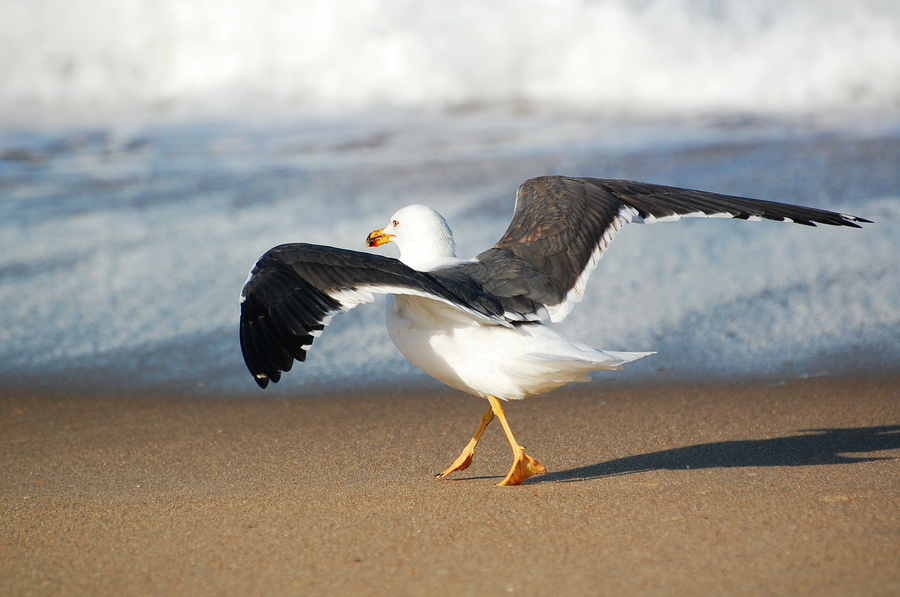 [Lesser Black-Backed Gull]