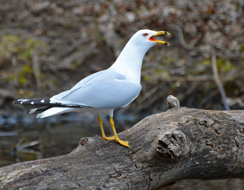 [Ring-Billed Gull]