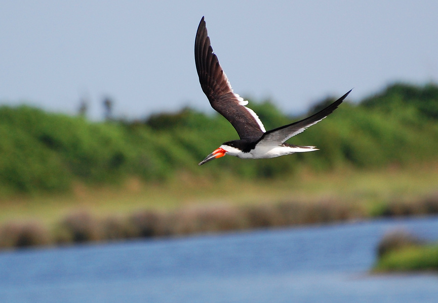 [Black Skimmer]